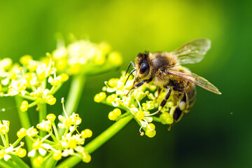 European Honey Bee, Apis mellifera, bee on yellow flowers
