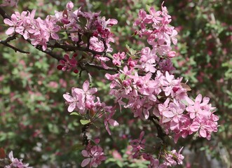 red flowers of malus purpurea tree at spring