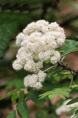 rowan tree corymbs white flowers close up