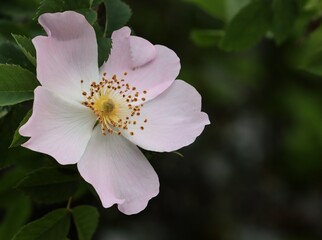 pink flowers of wild rose rosa canina bush close up