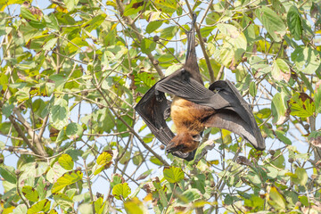 indian flying fox or greater indian fruit bat or Pteropus giganteus face closeup or portrait...