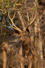 The Javan rusa or Sunda sambar (Rusa timorensis) is a deer species that is endemic to the islands...