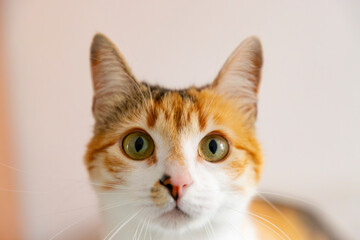 Cat. Cute cat looking at camera. Close up of orange and white cat. Cute cat sitting on the bed at...