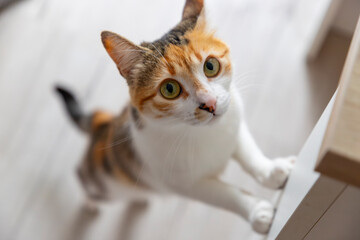 Cat. Cute cat looking at camera. Close up of orange and white cat. Cute cat sitting on the bed at...