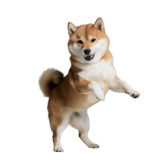 Cute shiba inu smiling illustration