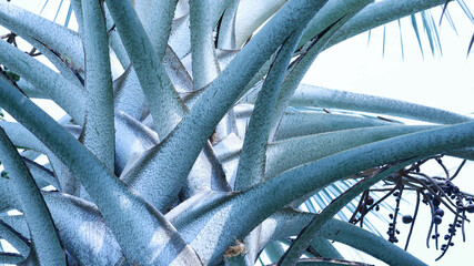 leaf sheath on palm tree. Detailed shape of silver palm leaf sheaths on outdoor garden decoration...