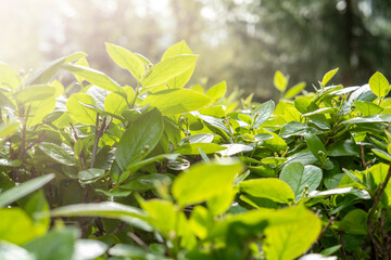 Fototapeta premium Bright green leaves in the sunlight. Natural natural background. Fresh air, ecology concept