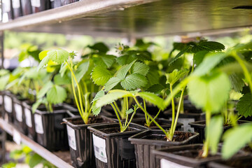 Green seedlings in pots on the shelf in the store. Planting time in the vegetable garden, natural...