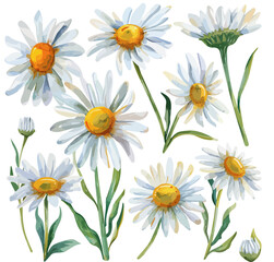 Watercolor Illustration of a chamomile flower set Collection, isolated on a white background, design art, clipart image, Graphic logo, drawing clipart, chamomile vector, Illustration painting.