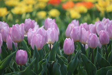 field of tulips