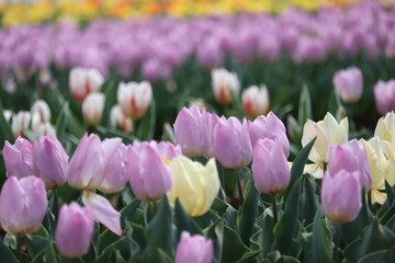 purple and white tulips