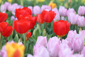 red and yellow tulips