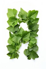 Fototapeta premium Green Leafy Plant Growing Upwards