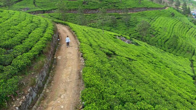 4K drone footage of woman taking stroll among rows of tea bushes at tea plantation. Agriculture, manufacturing of tea, healthy lifestyle, herbal medicine, South East Asia, Chinese and Indian cultures