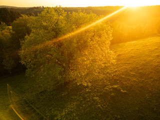 Oak tree countryside sunset