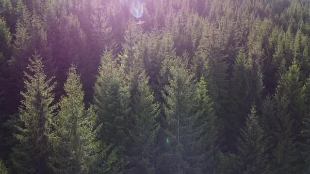 Drone video over amazing pine forest
