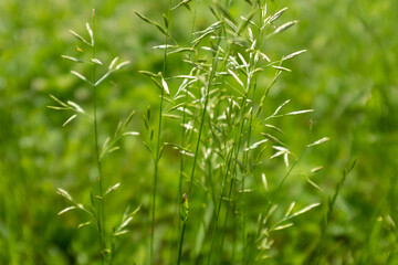 Spikelets of grass in the green meadow, selective focus. Summer field landscape for publication, poster, calendar, post, screensaver, wallpaper, post, banner, cover, website. High quality photo
