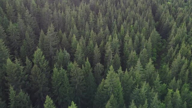 Drone flying above pine spruce trees, drone 4k footage