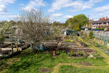Allotment garden site in Spring. Concept of Springtime, growing, gardening.