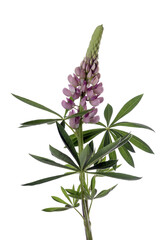 Lupinus