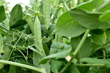 Green pea pods ripen on a bush.
