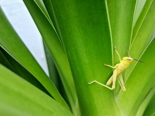 Yellow grasshopper on green leaf of cabbage tree