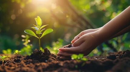 On World Environment Day the idea of ecology is beautifully symbolized by hands tenderly planting a sapling in the earth