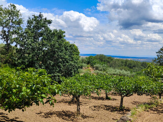 Olive trees