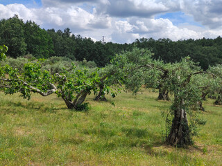 Olive trees