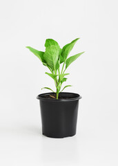 eggplant seedlings in a pot on a white background