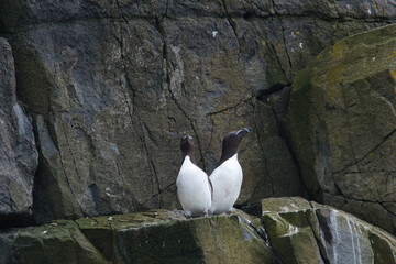 razorbill couple sitting on a cliff