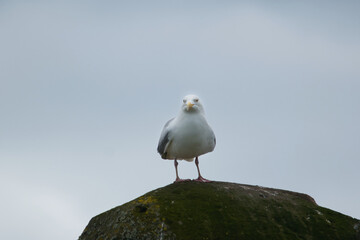 common gull on a rock with a grumpy face