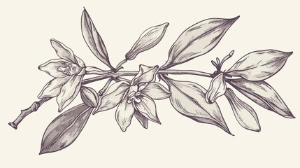 Elegant botanical drawing of vanilla plant branch wit