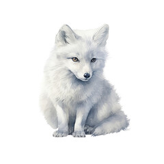 Obraz premium A beautiful painting of an arctic fox.