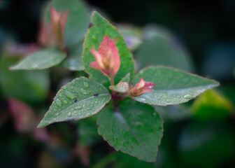Red and green leaves