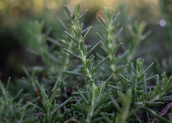 Grass in the morning