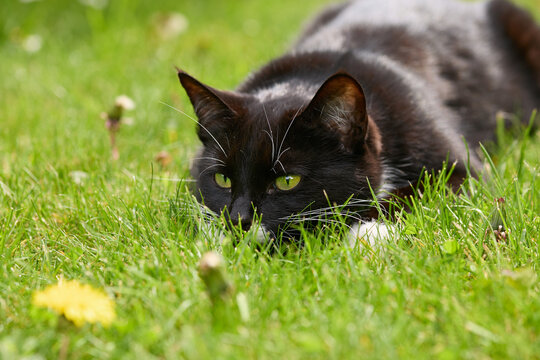 A cute cat, tuxedo pattern black and white bicolour lying in a green grass ready to jump