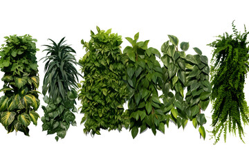 Set of green garden walls from tropical plants, isolated on white background