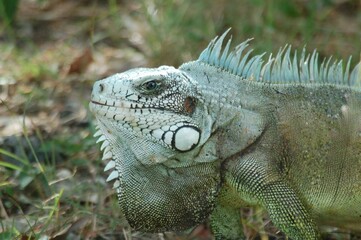 Iguana in the park, close-up portrait of a lizard
