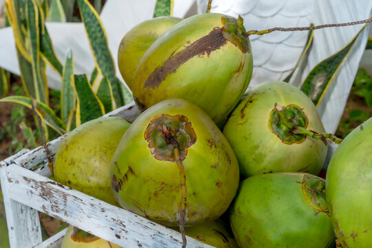 young coconuts on the beach in Bali