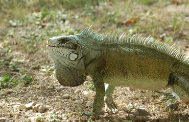 Close up of the winch of a sailing yacht with blue sails
