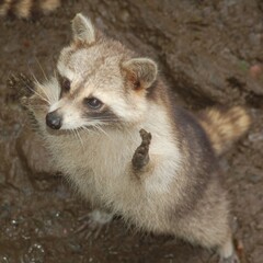 Raccoon in the rain.
