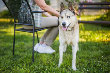 Portrait of beautiful husky dog with heterochromia enjoy in yard with senior woman his owner.	