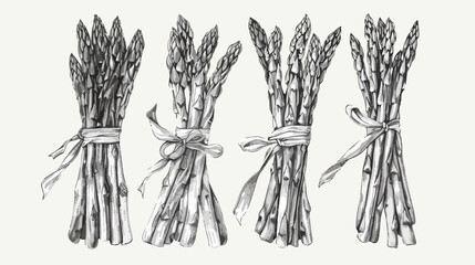 Four of asparagus stems and bound bunches isolated 