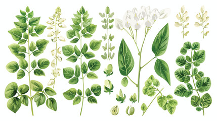 Four of elegant detailed botanical drawings of Moring