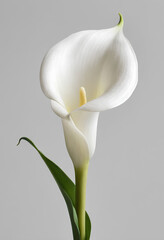 Photo of an elegant calla lily with a solid white background 

