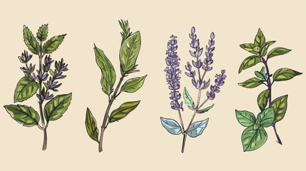 Four of herbs. Four hand drawn medical botanical and