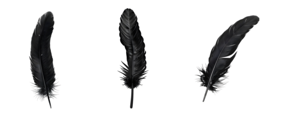 Set of Single black Feather Isolated on transparent background, png