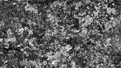 Detailed Black And White Lichen Texture Close-Up View