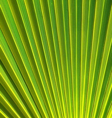 Vibrant Green Palm Leaf Texture Close-Up